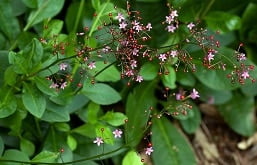 planta beldroegão ou major-gomes