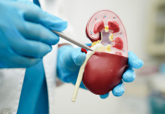 taxa de filtração glomerular