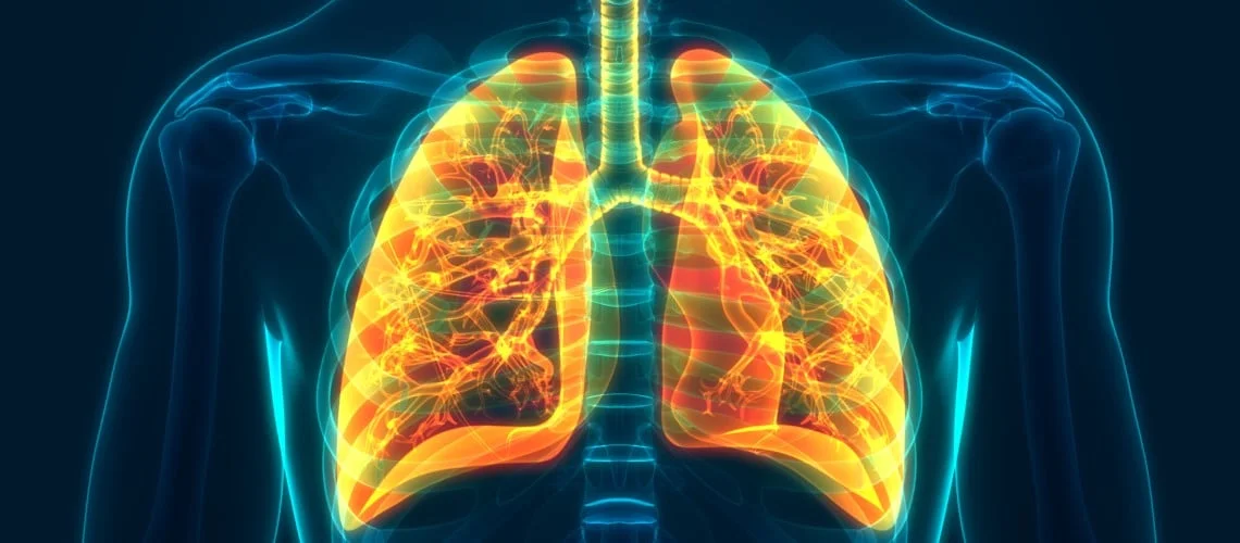 imagem digital do tórax mostrando pulmões e brônquios