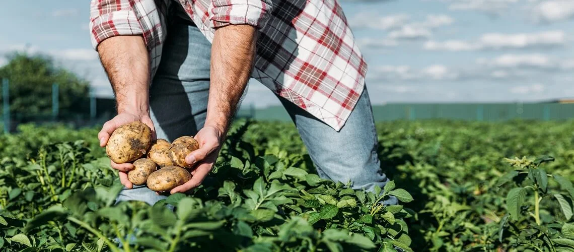 homem abaixado em um campo de plantação segurando uma porção de batatas