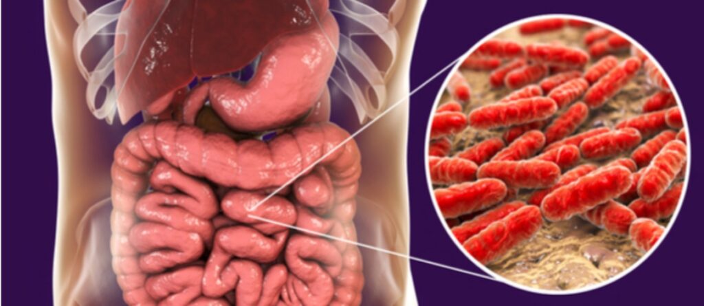 Composição da microbiota intestinal