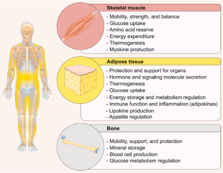 Divisão do corpo humano em músculos esqueléticos, tecido adiposo e ossos e suas principais funções