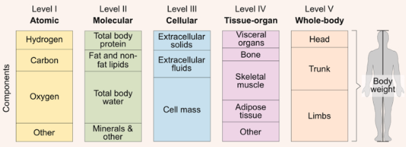 estrutura organizacional de 5 níveis