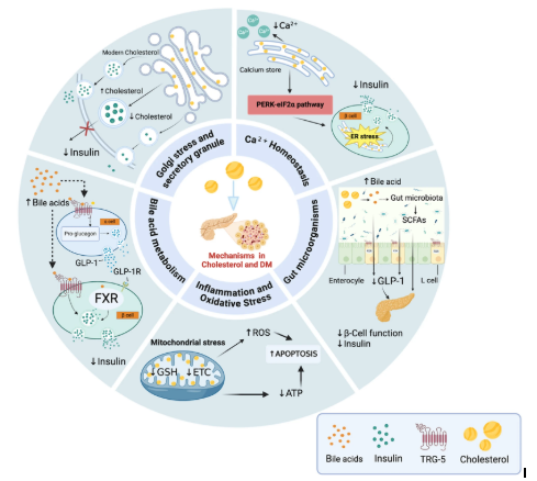 mecanismos potenciais que ligam o colesterol &agrave; diabetes