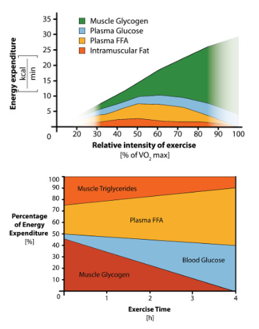 consumo de substratos energéticos
