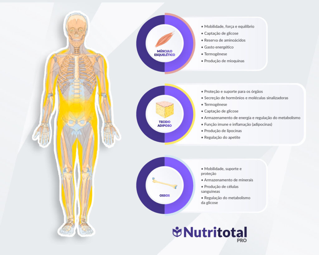 Divisão do corpo humano em músculos esqueléticos, tecido adiposo e ossos e suas principais funções