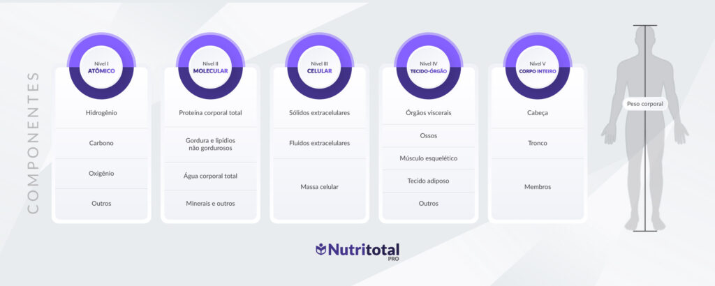 estrutura organizacional de 5 níveis