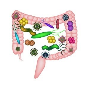 disbiose intestinal