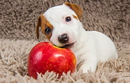 Cachorro filhote comendo maçã