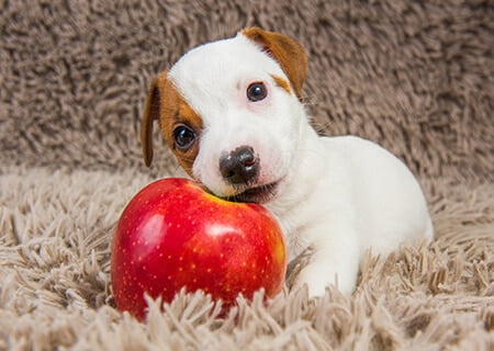 Cachorro filhote comendo maçã
