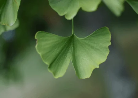 ginkgo biloba benefícios