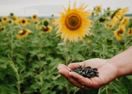 Sementes de girassol em um campo de flores