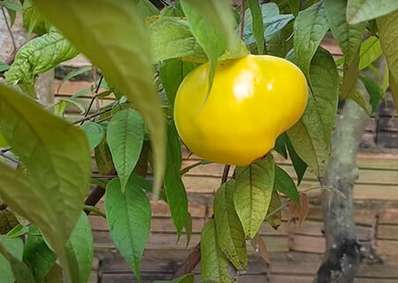 Araçá-boi, uma das frutas exóticas nutritivas